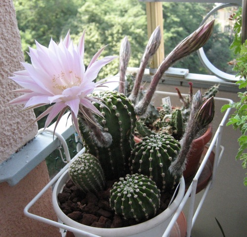 Echinopsis multiplex 