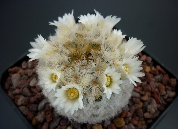 Mammillaria carmenae 