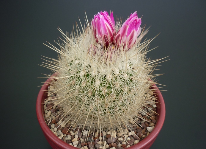 Thelocactus macdowellii 