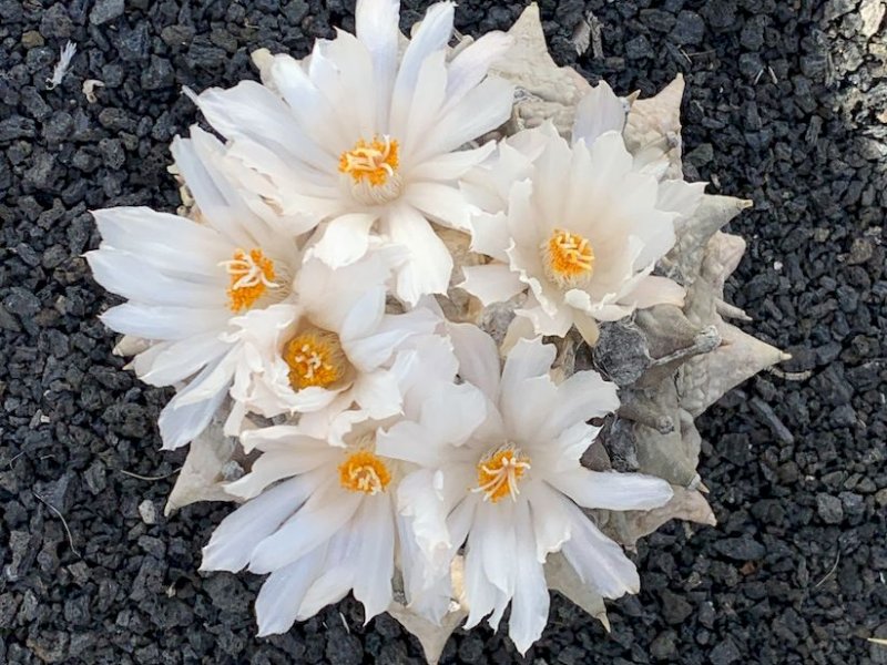 Ariocarpus retusus 