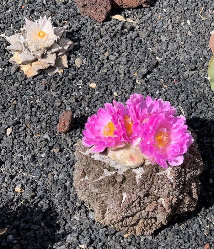 Ariocarpus fissuratus cv. godzilla 