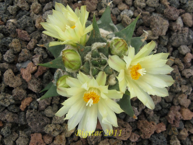 Ariocarpus trigonus 