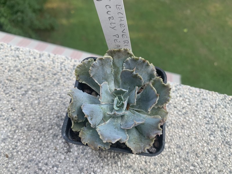 Echeveria shaviana cv. curly pearl 