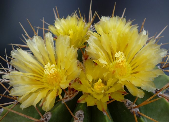 Ferocactus schwarzii 