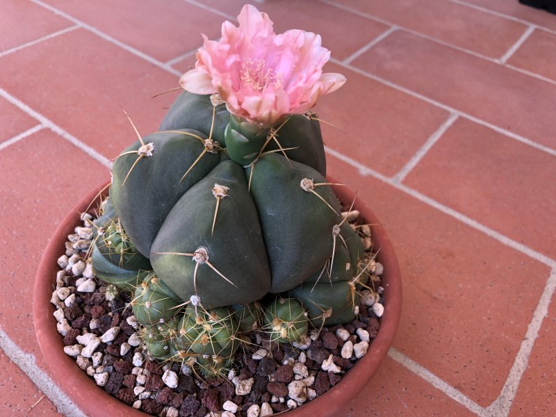 Gymnocalycium horstii ssp. buenekeri 