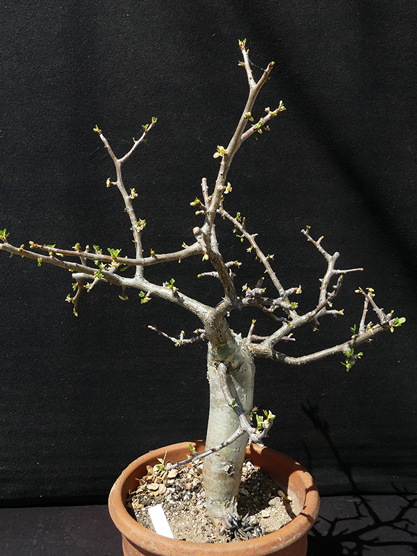 Bursera fagaroides v. elongata 