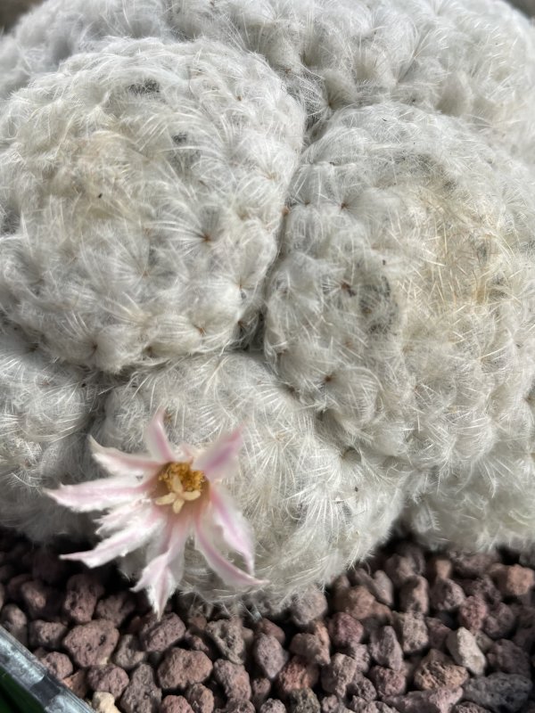 Mammillaria plumosa 