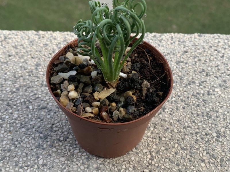 Albuca spiralis 