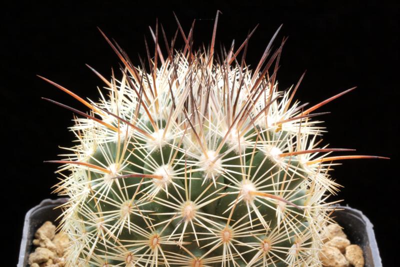 Coryphantha werdermannii ssp. unguispina 