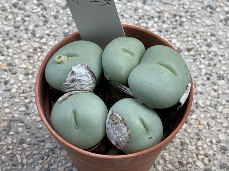 conophytum ornatum