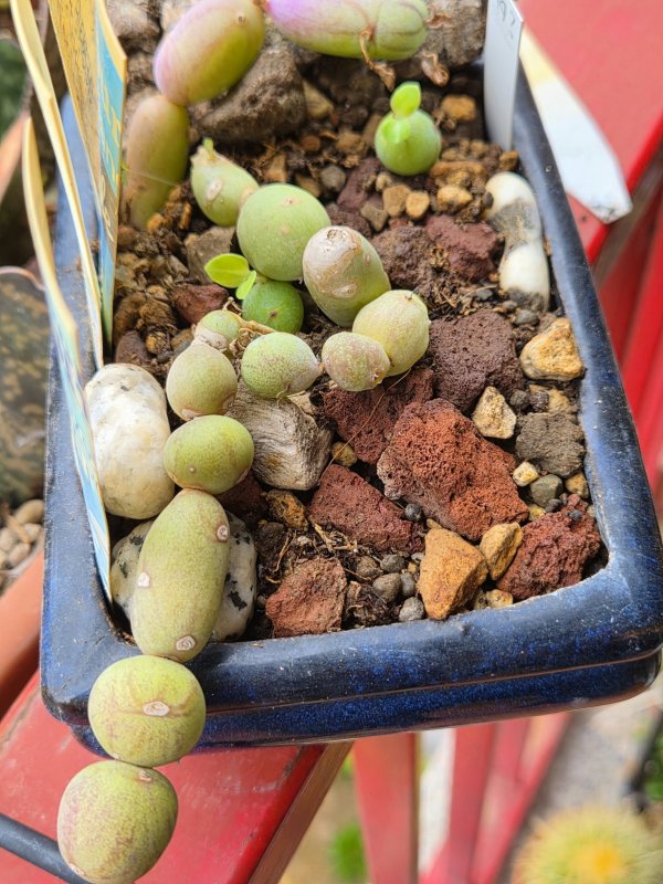 Senecio articulatus v. globosus 