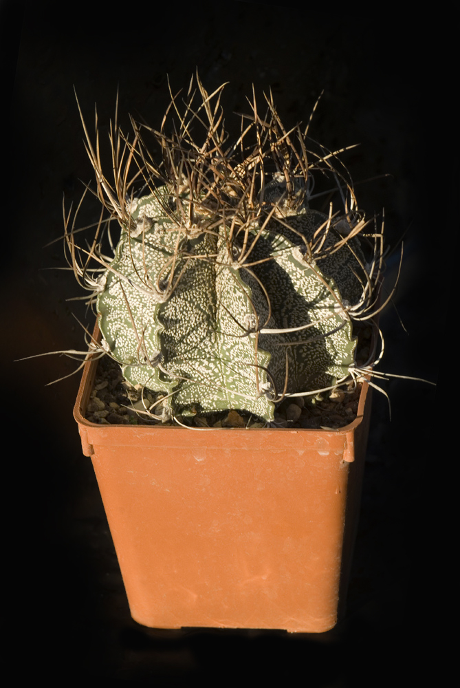 Astrophytum capricorne 