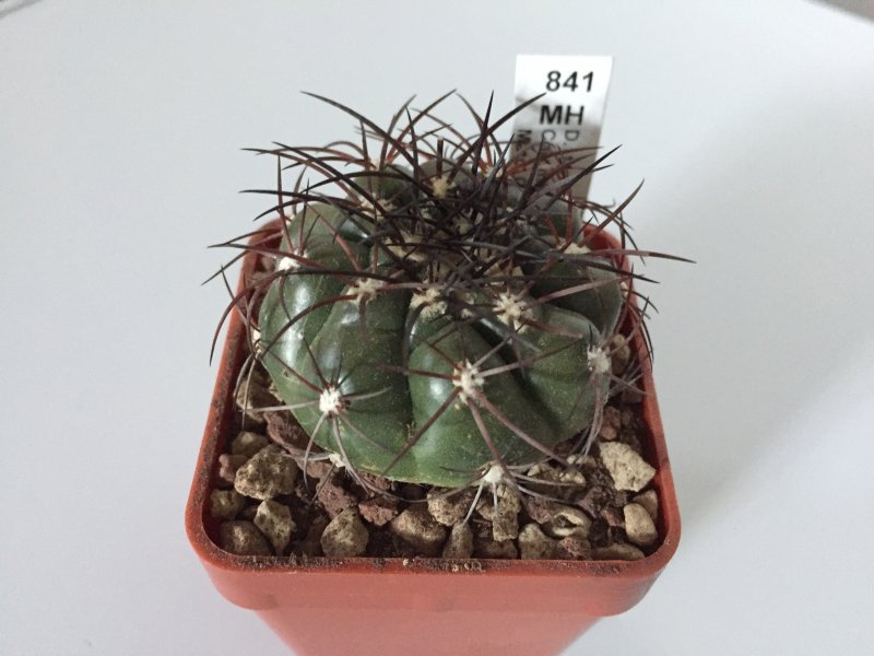 Discocactus ferricola MH841