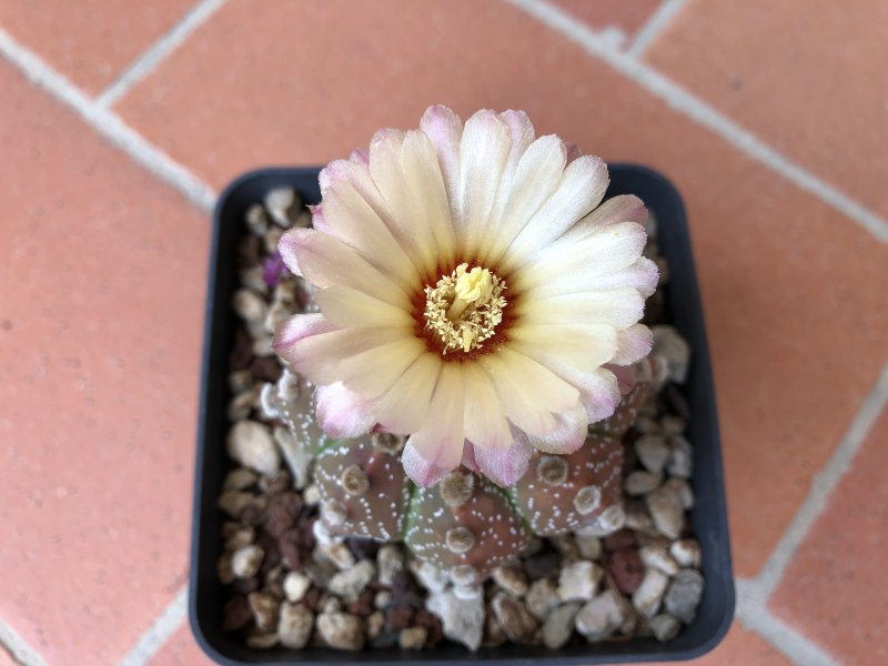 Astrophytum asterias 