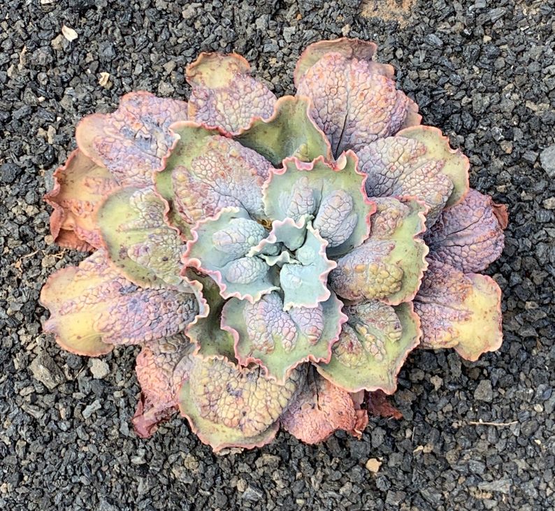 echeveria gibbiflora