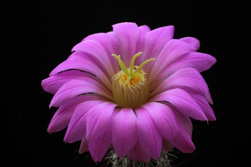 Echinocereus palmeri SB 184