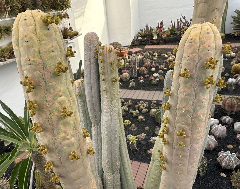 Euphorbia abdelkuri 