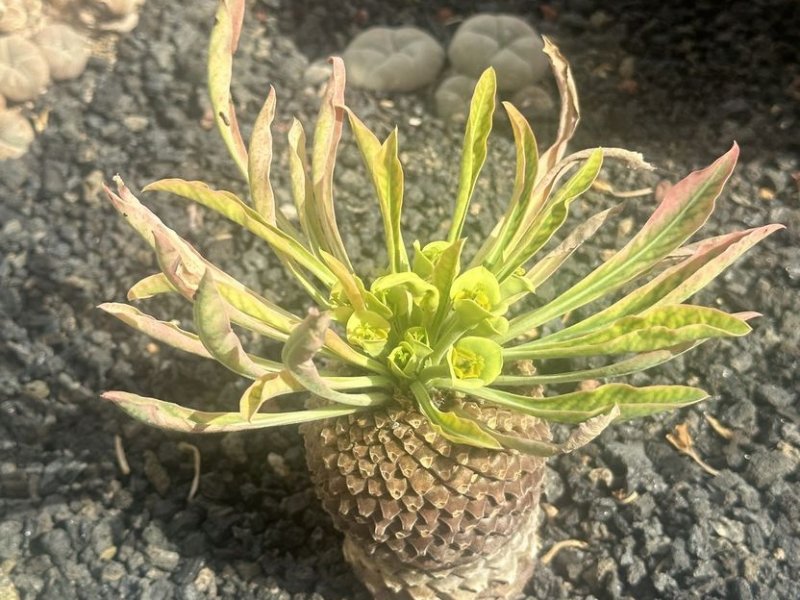 euphorbia bupleurifolia