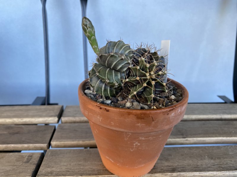 Gymnocalycium mihanovichii v. friedrichii 