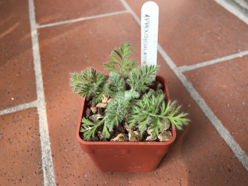 pelargonium appendiculatum