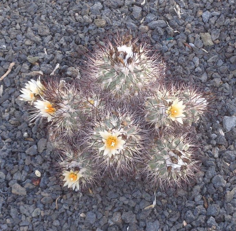 Gymnocactus gielsdorfianus 