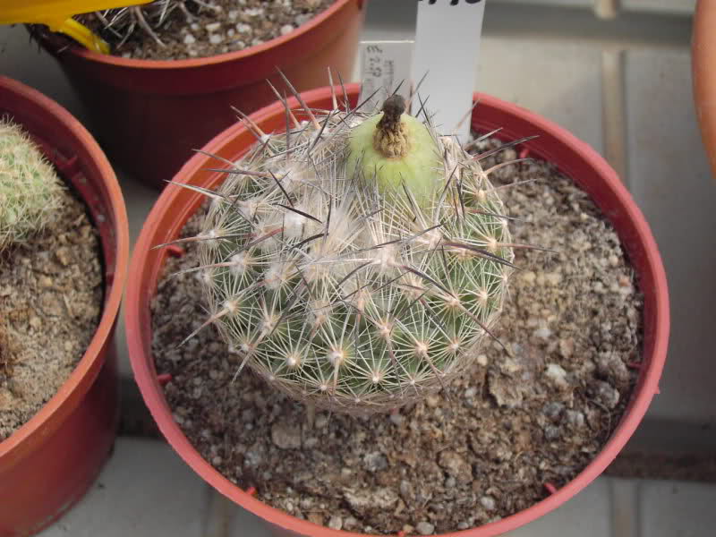 Coryphantha werdermannii 