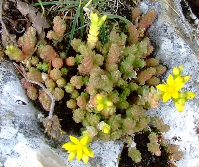 Sedum acre 