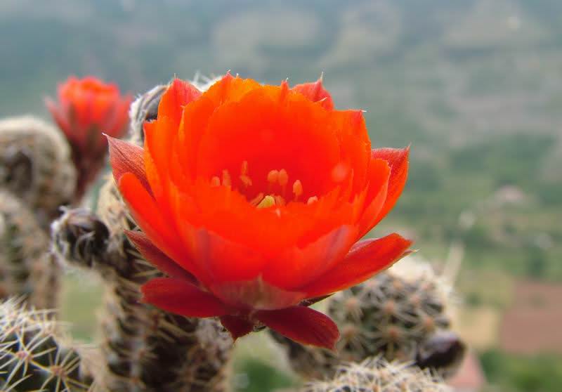 Rebutia pygmaea v. friedrichiana 