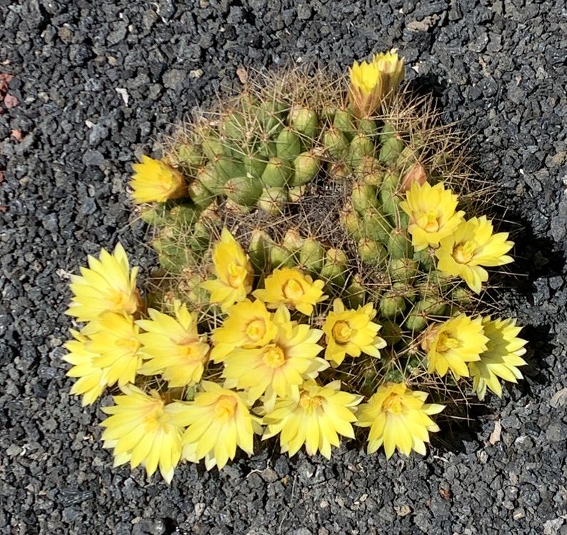 mammillaria longimamma f. cristata