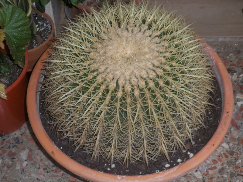 Echinocactus grusonii 