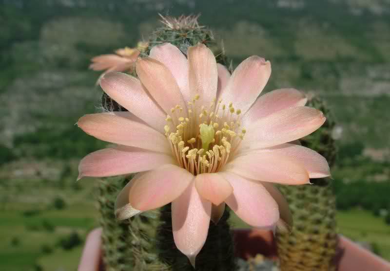 Rebutia pygmaea MN229