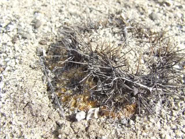 Copiapoa calderana v. spinosior 