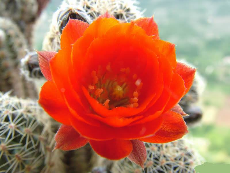 Rebutia pygmaea v. friedrichiana 