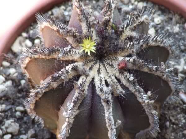 Uebelmannia pectinifera 