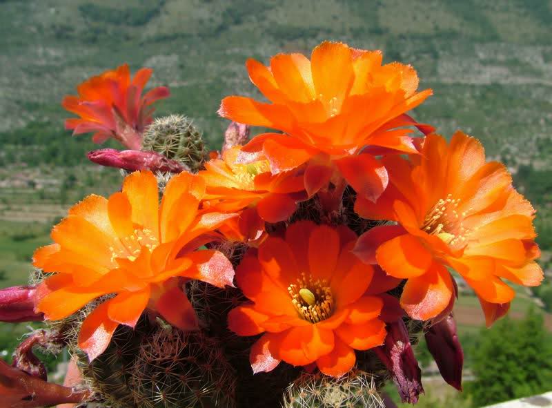 Rebutia pygmaea v. friedrichiana 