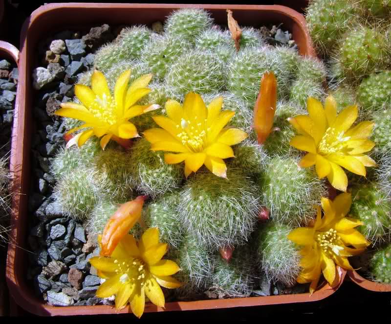 Rebutia fabrisii v. aureiflora 