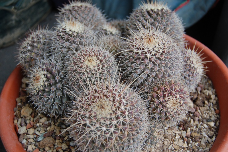 Mammillaria voburnensis v. quetzalcoatl REP 1504