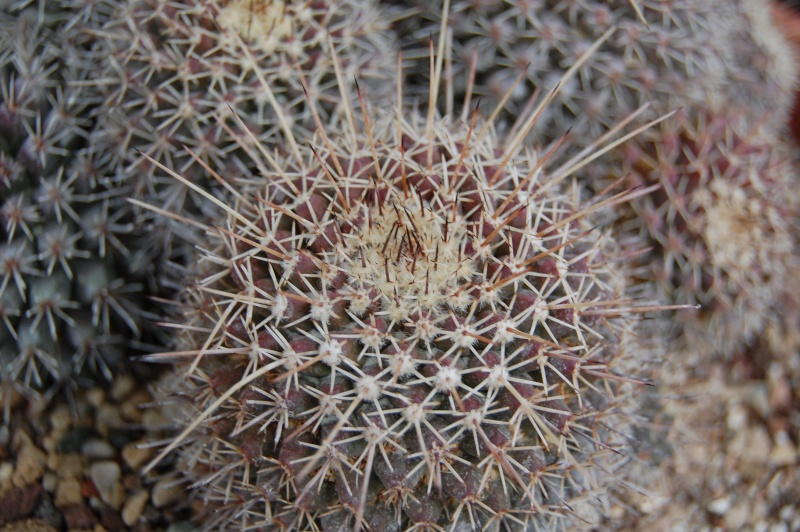 Mammillaria voburnensis v. quetzalcoatl REP 1504