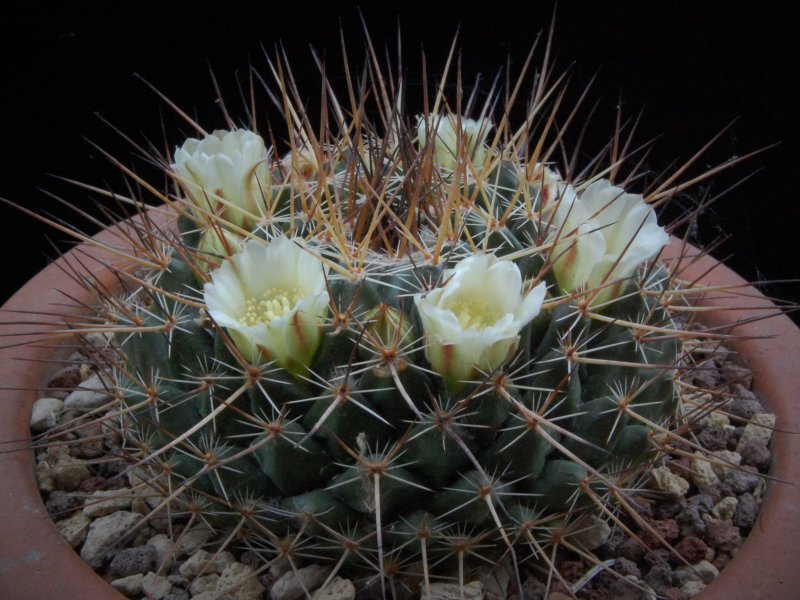 Mammillaria linaresensis 