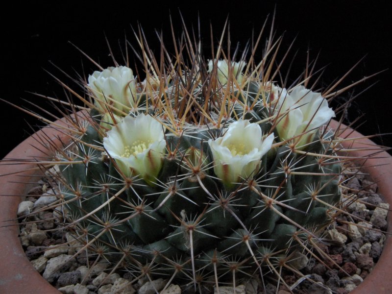 Mammillaria linaresensis 