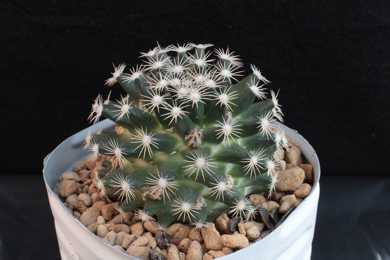 Mammillaria coahuilensis SB699