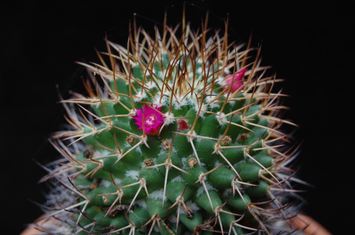 Mammillaria polythele 