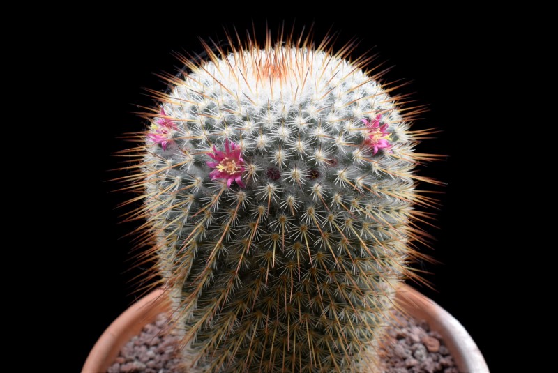 Mammillaria dixanthocentron FO 251