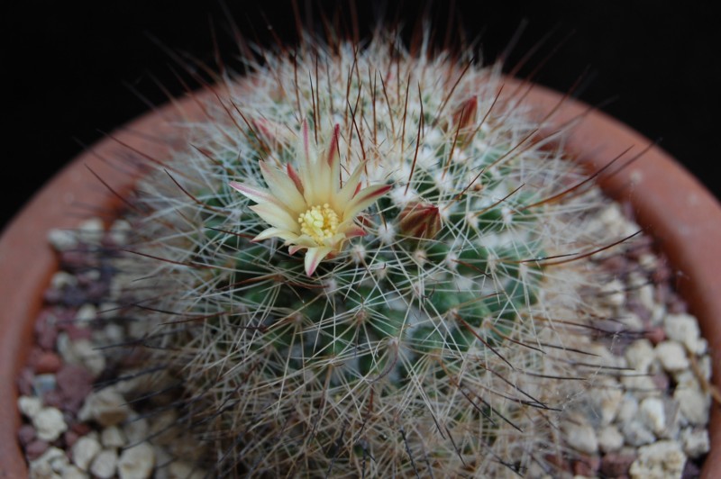 Mammillaria petrophila ssp. baxteriana 