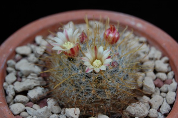 Mammillaria aurihamata 