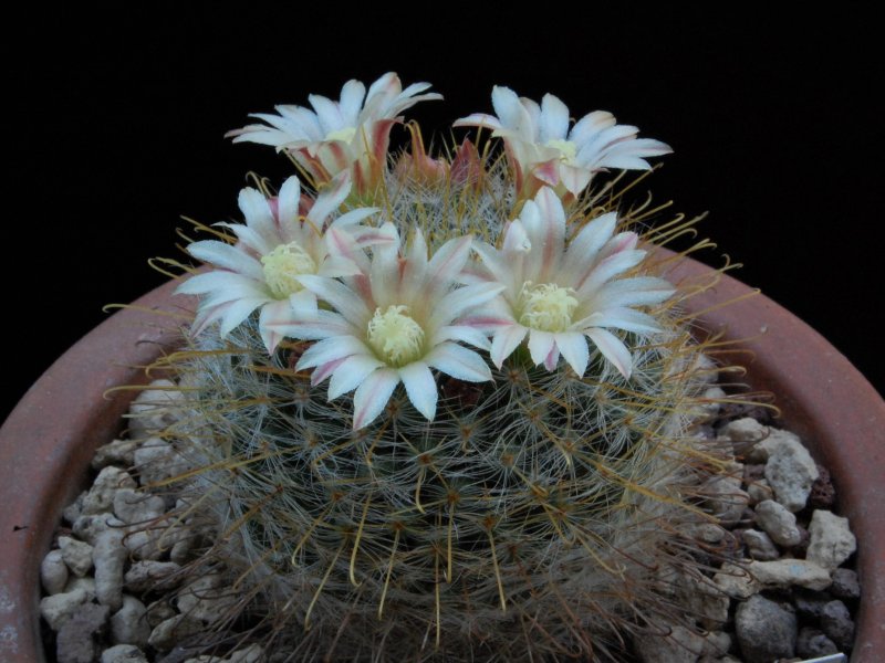 Mammillaria aurihamata 