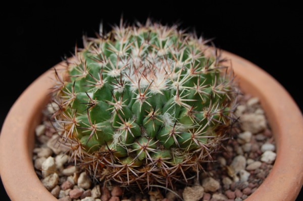 Mammillaria mystax SB 1081