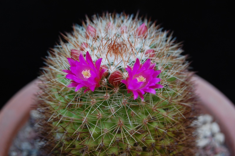 Mammillaria rosamonte 