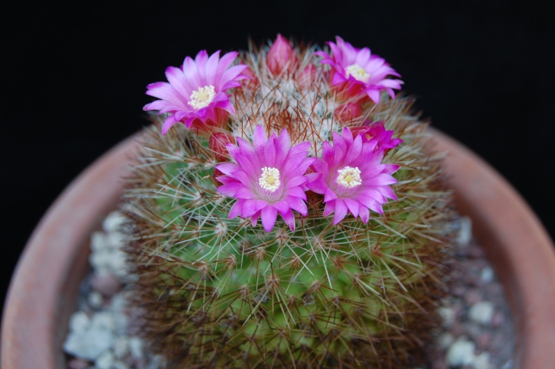 Mammillaria rosamonte 