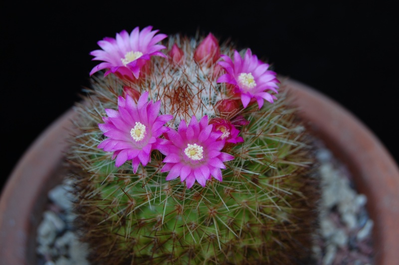 Mammillaria rosamonte 